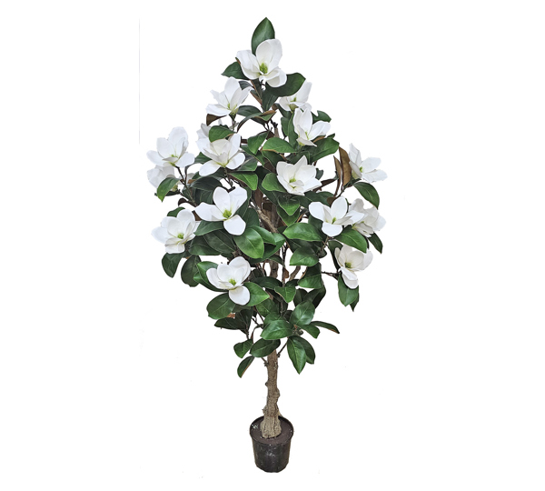 Magnolia deluxe - flowering 1.7m wh-grn